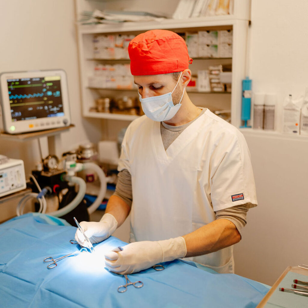 Vétérinaire Laventure opère en chirurgie vétérinaire