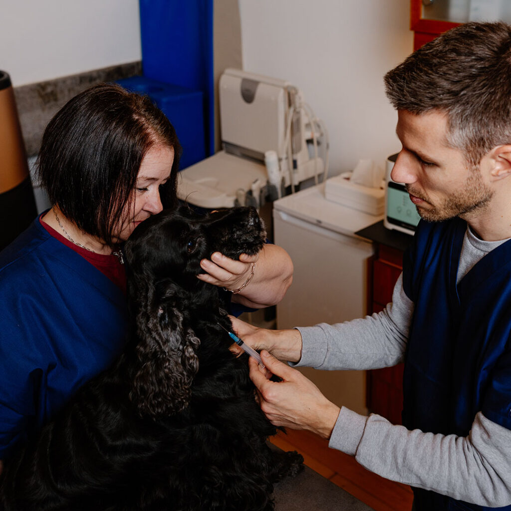 Deux vétérinaires soignant un chien dans une clinique vétérinaire