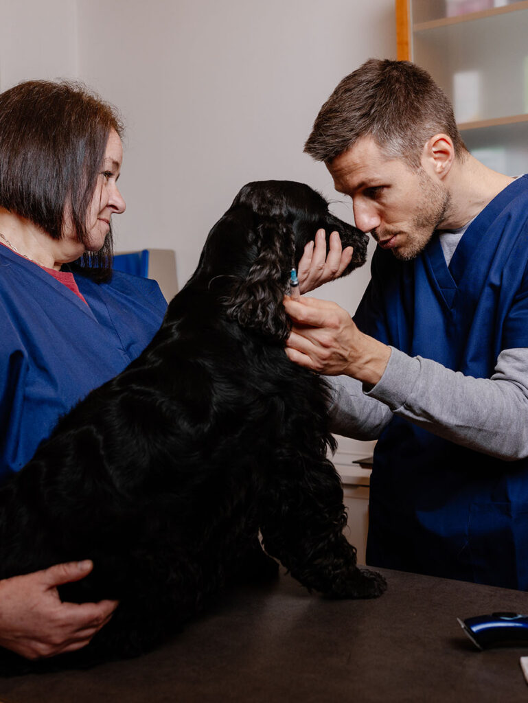 Vétérinaires examinant un chien noir